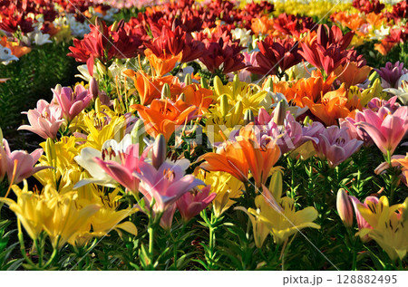 埼玉県深谷市アクアパラダイスパティオ　朝咲き誇る美しい百合 128882495