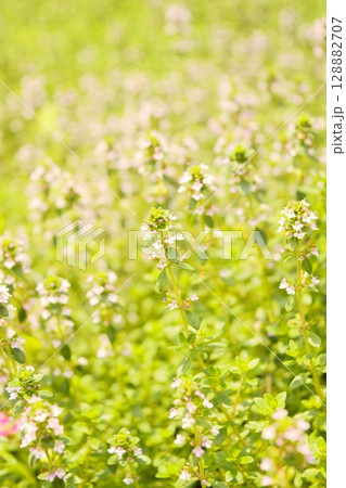 タイムの花 タイムの花 128882707