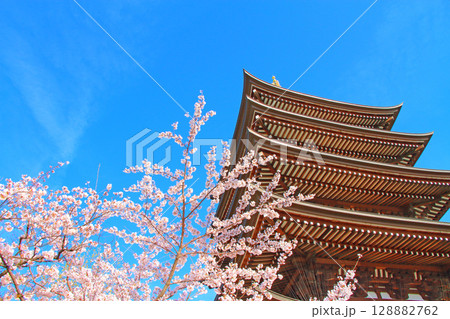 愛知県名古屋市、覚王山日泰寺五重塔と桜の風景 128882762