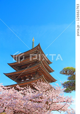 愛知県名古屋市、覚王山日泰寺五重塔と桜の風景 愛知県名古屋市、覚王山日泰寺五重塔と桜の風景 128882763