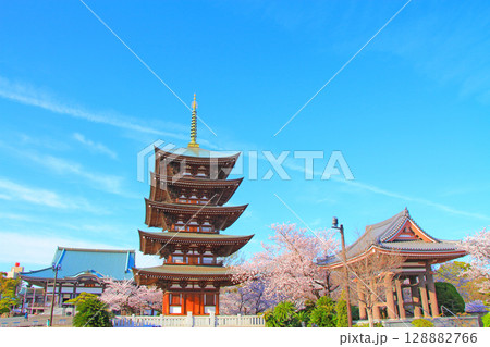 愛知県名古屋市、覚王山日泰寺五重塔と桜の風景 愛知県名古屋市、覚王山日泰寺五重塔と桜の風景 128882766