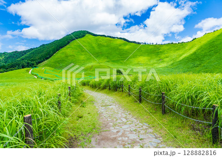 奈良県曽爾村 真夏の曽爾高原の遊歩道 奈良県曽爾村 真夏の曽爾高原の遊歩道 128882816