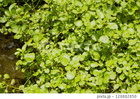 クレソンの群生 128882850