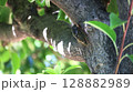 木にとまるアブラゼミ 128882989