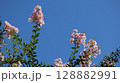 青空とサルスベリ 128882991