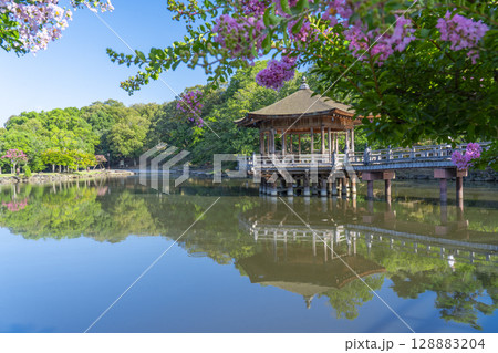 夏の朝　奈良公園　浮世堂　リフレクション 128883204