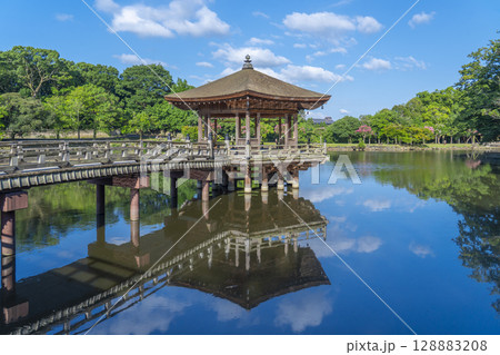 夏の朝　奈良公園　浮世堂　リフレクション 128883208