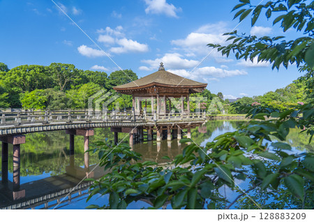 夏の朝　奈良公園　浮世堂　リフレクション 128883209