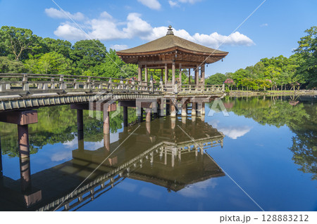 夏の朝 奈良公園 浮世堂 リフレクション 夏の朝 奈良公園 浮世堂 リフレクション 128883212