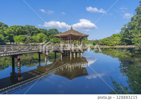 夏の朝　奈良公園　浮世堂　リフレクション 128883215