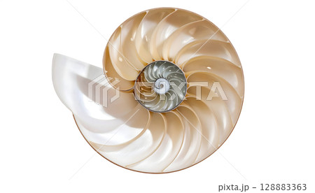 Nautilus Shell Interior Isolated on White Background 128883363