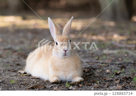 リラックスするウサギ 128883714