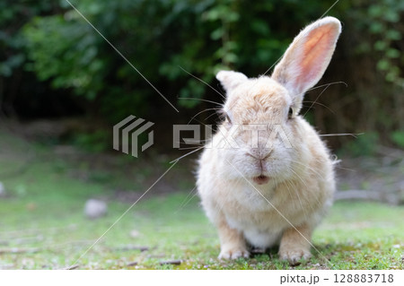 おじいちゃんウサギの記念撮影 おじいちゃんウサギの記念撮影 128883718