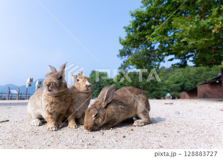 ウサギと夏の朝の大久野島 ウサギと夏の朝の大久野島 128883727