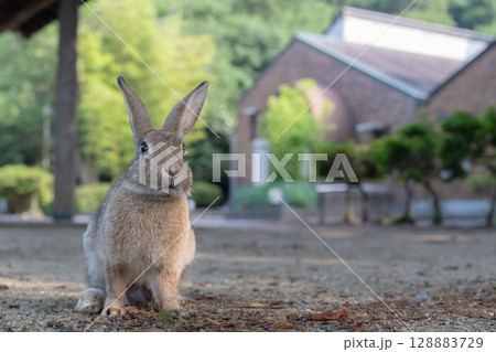 観光客を待つウサギ 観光客を待つウサギ 128883729