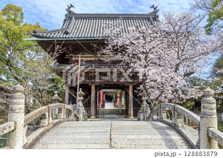名古屋市、笠寺観音の山門と満開の桜 名古屋市、笠寺観音の山門と満開の桜 128883879