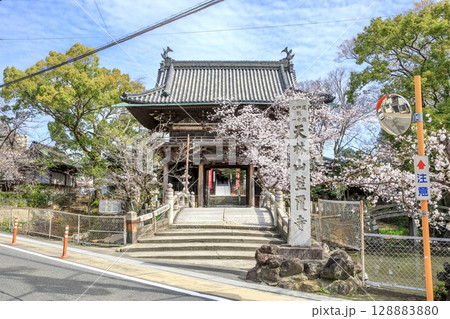 名古屋市、笠寺観音の山門と満開の桜 128883880