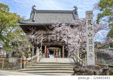 名古屋市、笠寺観音の山門と満開の桜 128883881