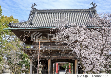 名古屋市、笠寺観音の山門と満開の桜 128883882