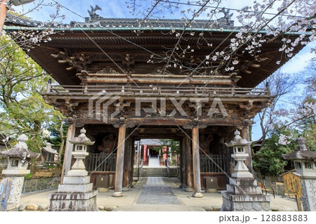 名古屋市、笠寺観音の山門と満開の桜 128883883