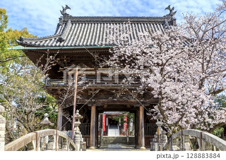 名古屋市、笠寺観音の山門と満開の桜 128883884