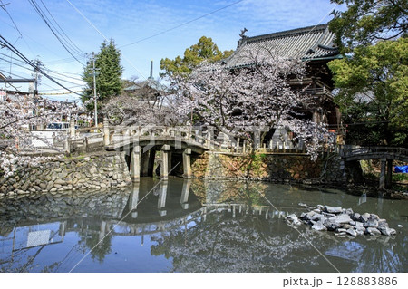 名古屋市、笠寺観音の山門と満開の桜 名古屋市、笠寺観音の山門と満開の桜 128883886