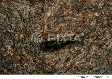 Tree bark texture with small green plant growing in hole. 128884226
