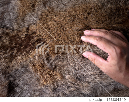 Man hand softly touching Red Brown Animal Wildlife fur hair textured Concept Background. 128884349