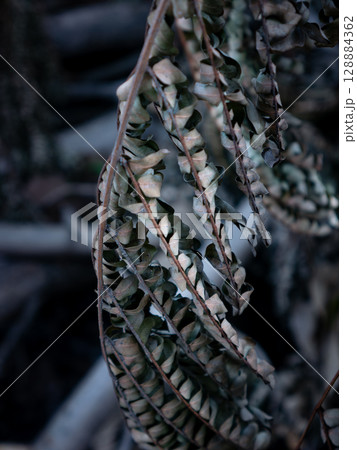 winter dry blue leave. nature view decoration background texture. 128884362