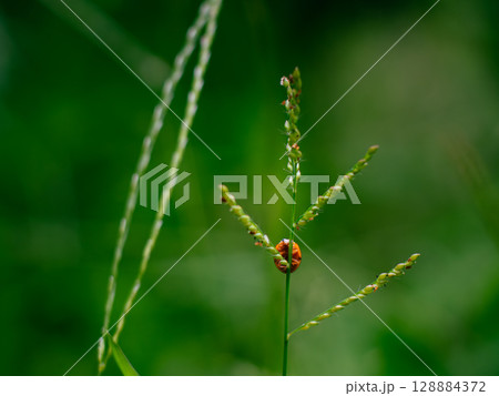 ladybugs or ladybirds beetles, Coccinella on a blade of grass with nature green background. 128884372