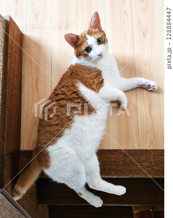 のんびりしている茶トラ猫 128884447
