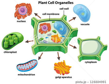 Detailed Plant Cell Organelles Vector Illustration 128884991
