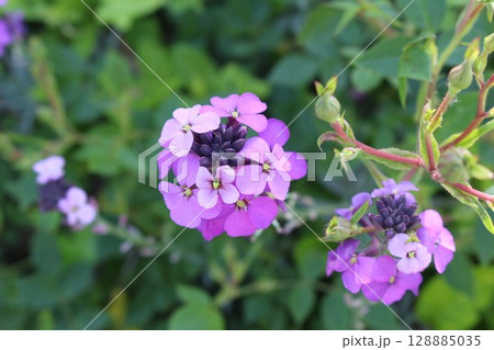 咲き始めた、宿根フロックスの花 128885035