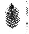 ツリーファーンの葉のイラスト 128885125