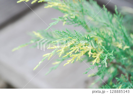 Juniperus x pfitzeriana ,Blue and Gold,J media Blue and Gold or Juniperus Chinensis or Chinese Juniper or bicolor pine tree plant or CUPRESSACEAE 128885143