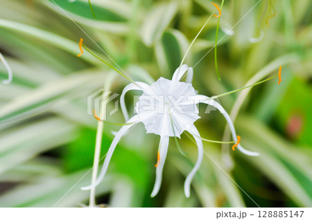 Beach Spider Lily, Giant lily or Hymenocallis littoralis or Hymenocallis littoralis Salisb or Spider lily or amaryllidaceae or white flower 128885147