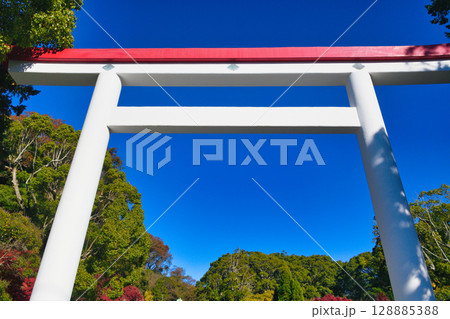 青空にはえる鎌倉宮の美しい鳥居と紅葉（神奈川県鎌倉市） 128885388