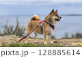 Adorable red Shiba Inu dog happily walking on lush green gras 128885614