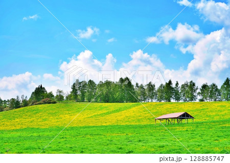 北海道美瑛町　千代田の丘の風景 128885747