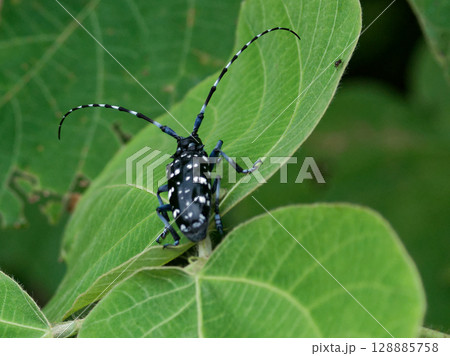 カミキリムシ科ゴマダラカミキリ 128885758