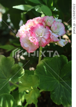 朝陽を浴びる八重咲きゼラニウムの花 128885822