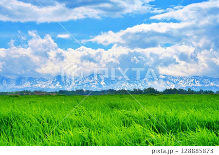 夏の北海道　美瑛の草原と十勝岳連峰の風景 128885873