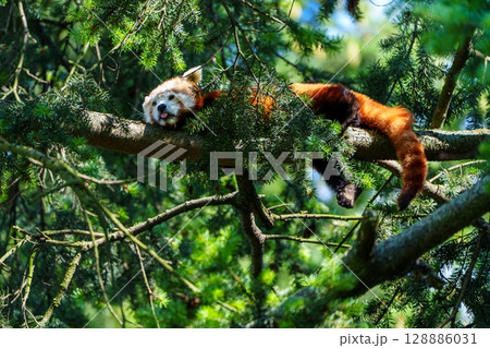 Red Panda Lounging A Captivating Glimpse into Wildlife s Peaceful Moments, Aichi, Japan 128886031