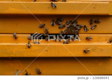 Honey Bees Entering and Exiting the Hive, A Vibrant Scene of Pollination in Nature 128886041