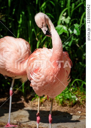 Elegant Flamingo Portrait A Glimpse into the Beauty of Nature s Pink Plumage Artistry 128886042