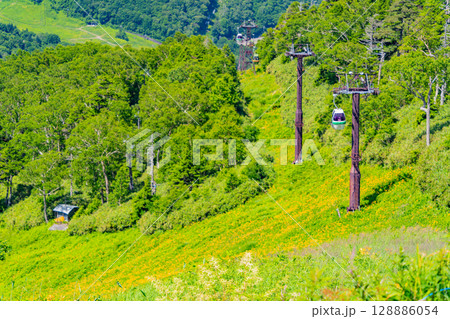 （長野県）志賀高原・ニッコウキスゲ咲く東館山高山植物園 128886054