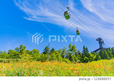 （長野県）志賀高原・ニッコウキスゲ咲く東館山高山植物園 128886057