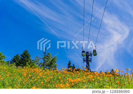 （長野県）志賀高原・ニッコウキスゲ咲く東館山高山植物園 128886060