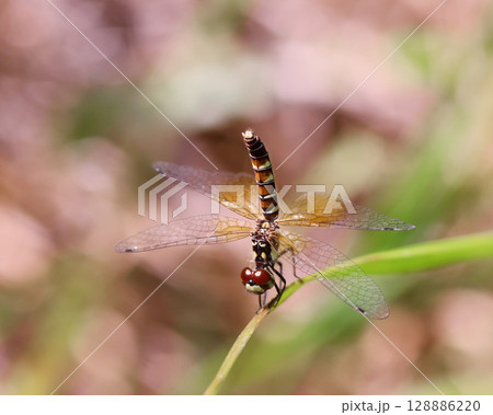 ハッチョウトンボのメス 128886220