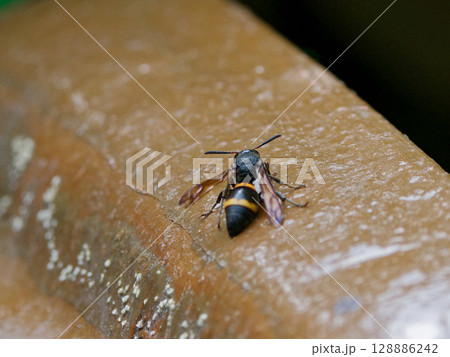 休息する狩り蜂 オオカバフスジドロバチ♀ 休息する狩り蜂 オオカバフスジドロバチ♀ 128886242